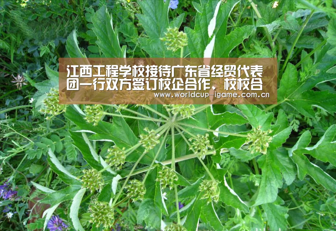 爱游戏